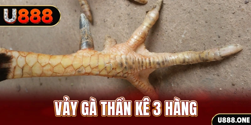 Vảy gà thần kê 3 hàng